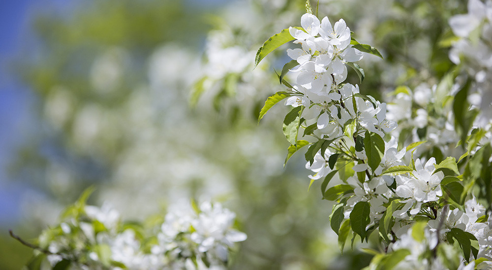 white spring flowers blue sky