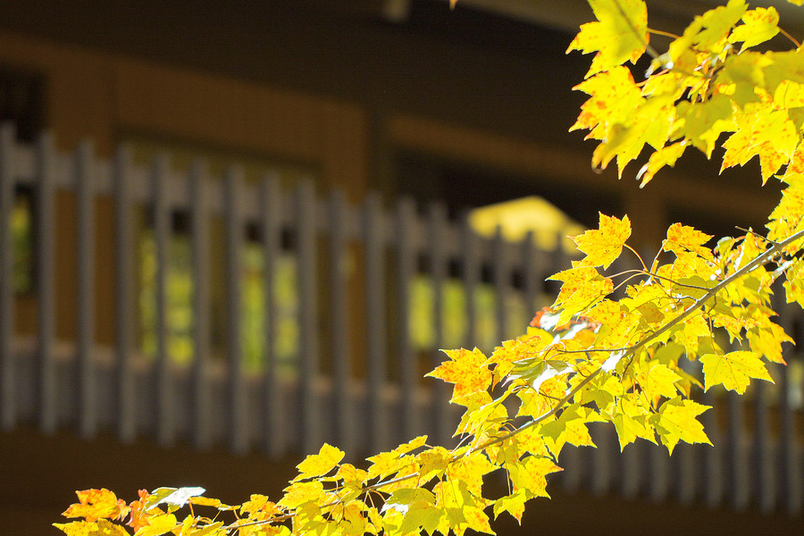 Fall leaves with building behind